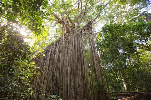 Cairns Adventure Package- 4 Tours In 3 Days! - Tourism Canberra 2
