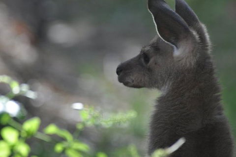 3-Day Family Outback Explorer Tour Of Cunnamulla - Tourism Canberra 1