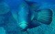 Great Barrier Reef Private Expedition Cruise (min 4 Day Max 8 Guests) - thumb 7