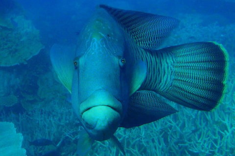 Great Barrier Reef Private Expedition Cruise (min 4 Day Max 8 Guests) - Tourism Canberra 7