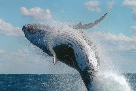 Great Barrier Reef Private Expedition Cruise (min 4 Day Max 8 Guests) - Tourism Canberra 4