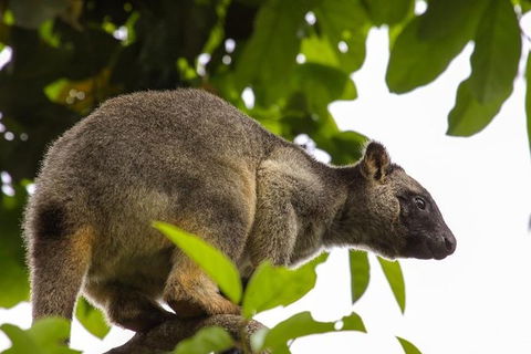 Cairns & Port Douglas All-Inclusive 7 Days Touring Package - Tourism Canberra 8
