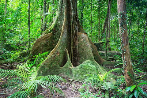 Mossman Gorge Adventure Day - Tourism Canberra 1