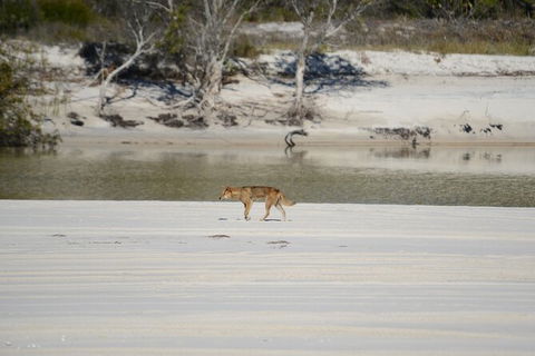 Sandy Straits Scenic & Wildlife Cruise - Tourism Canberra 10