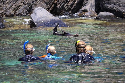 Kangaroo Island Ocean Safari - Snorkeling Safari - Tourism Canberra 4