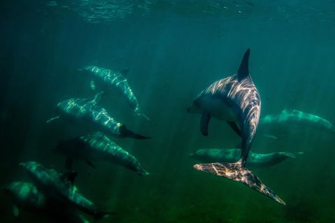 Kangaroo Island Ocean Safari - Snorkeling Safari - Tourism Canberra 1