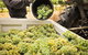 Adelaide Hills Wineries & Hahndorf - thumb 0