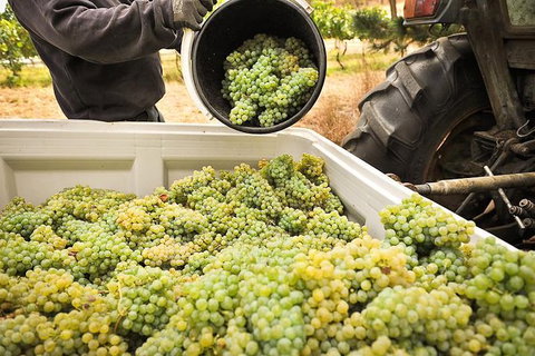 Adelaide Hills Wineries & Hahndorf - Tourism Canberra 0