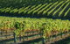 Adelaide Hills Wineries & Hahndorf - thumb 10