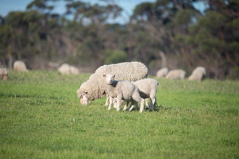 Fine Flavours - Full Day Kangaroo Island Food & Wine Tour - Tourism Canberra 9