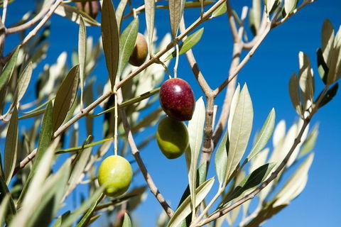 Fine Flavours - Full Day Kangaroo Island Food & Wine Tour - Tourism Canberra 3