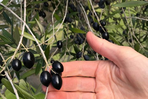 Fine Flavours - Full Day Kangaroo Island Food & Wine Tour - Tourism Canberra 4