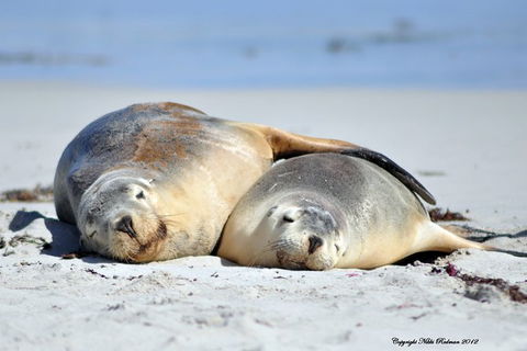 NEW TOUR - Kangaroo Island Road To Recovery Tour (1 Day/1 Night) - Tourism Canberra 3