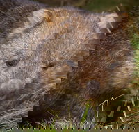 Cradle Mountain Wildlife Spotting after Dark - Tourism Canberra