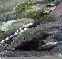 After Dark Tasmanian Devil Feeding Tour at Cradle Mountain - Tourism Canberra