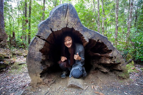 Tahune Airwalk Active Day Trip From Hobart Including Hastings Caves - Tourism Canberra 5