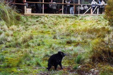 1-Hour Tasmanian Devil Feeding Day Tour At Cradle Mountain - Tourism Canberra 4