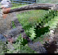 1-Hour Tasmanian Devil Feeding Day Tour at Cradle Mountain - Tourism Canberra