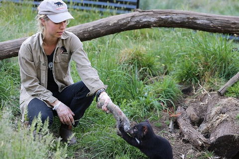 1-Hour Tasmanian Devil Feeding Day Tour At Cradle Mountain - Tourism Canberra 0