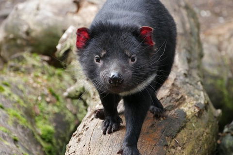 1-Hour Tasmanian Devil Feeding Day Tour At Cradle Mountain - Tourism Canberra 1