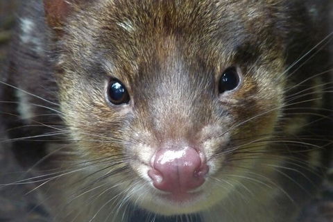 1-Hour Tasmanian Devil Feeding Day Tour At Cradle Mountain - Tourism Canberra 2