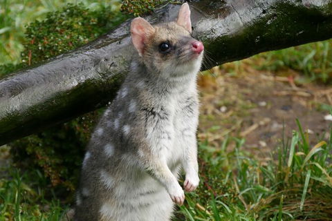 1-Hour Tasmanian Devil Feeding Day Tour At Cradle Mountain - Tourism Canberra 3