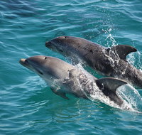 3-Hour Dolphin and Seal Sightseeing Cruise Mornington Peninsula - Tourism Canberra