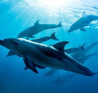 3 hour Dolphin and Seal Swim NOV-APR - Tourism Canberra