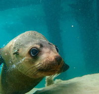 Dolphin and Seal Swim Reef Snorkel Boat Tour Mornington Peninsula - Tourism Canberra