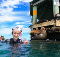 2 hour Snorkel with the Seals - Tourism Canberra