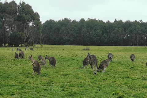 Melbourne Combo: Half-Day Sightseeing Tour And Great Ocean Road Day Trip - Tourism Canberra 5