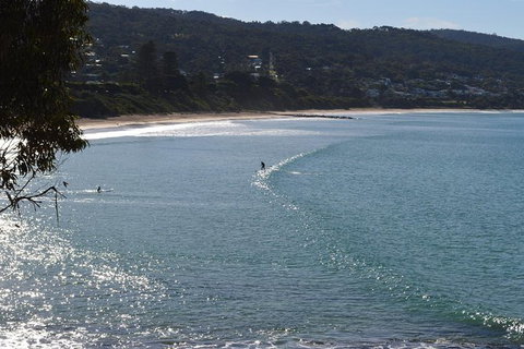 PRIVATE Great Ocean Road Tour And 12 Apostles With Wildlife Spotting - Tourism Canberra 6