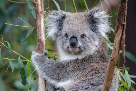 PRIVATE Great Ocean Road Tour And 12 Apostles With Wildlife Spotting - Tourism Canberra 7