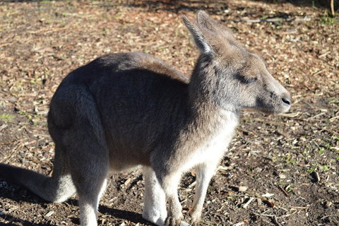 PRIVATE Great Ocean Road Tour And 12 Apostles With Wildlife Spotting - Tourism Canberra 2