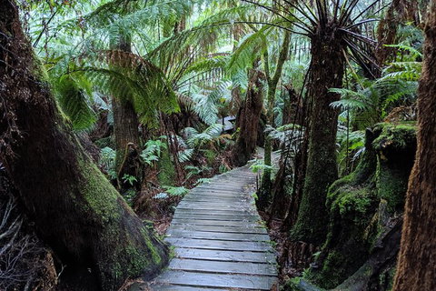 PRIVATE Great Ocean Road Tour And 12 Apostles With Wildlife Spotting - Tourism Canberra 8