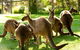 Yarra Valley Wine And Wildlife Self-Driving Tour - thumb 5