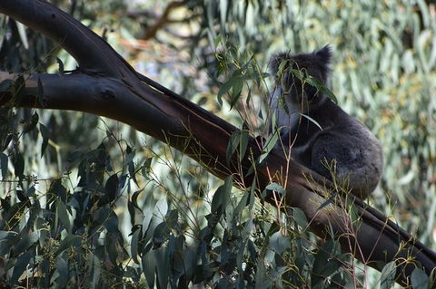 Great Ocean Road Tour Plus Koalas, Forest Walk And Morning Tea. - Tourism Canberra 2