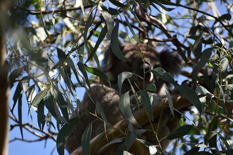 Great Ocean Road Tour Plus Koalas, Forest Walk And Morning Tea. - Tourism Canberra 6