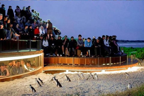 Phillip Island Tours (Up To 7 Persons) - Tourism Canberra 0