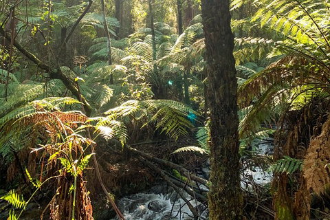 Hiking Tour To Aqueduct And Warburton Valley Lookout - Tourism Canberra 3