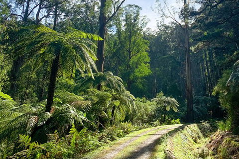 Hiking Tour To Aqueduct And Warburton Valley Lookout - Tourism Canberra 1