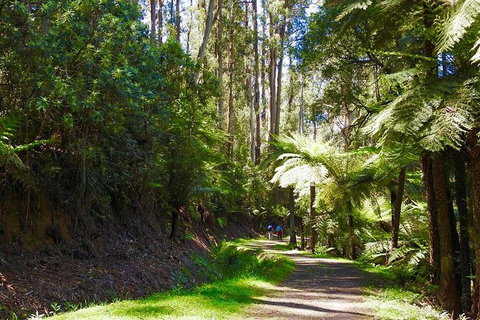 Half-Day Biking Activity From Aqueduct To California Redwoods - Tourism Canberra 2