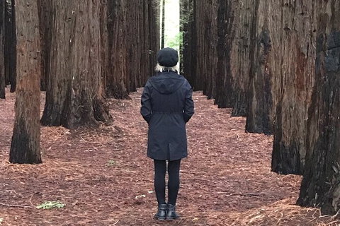 Half-Day Biking Activity From Aqueduct To California Redwoods - Tourism Canberra 0