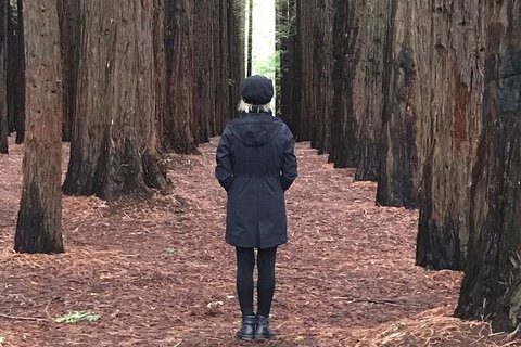 Private Aqueduct To California Redwoods Hiking Tour - Tourism Canberra 1