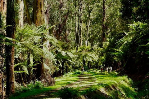 Private Aqueduct To California Redwoods Hiking Tour - Tourism Canberra 2