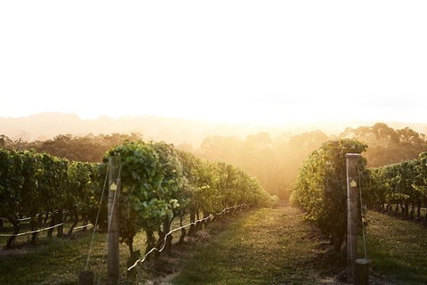 Mornington Peninsula 2-6 Guests Lunch Rare Hare Or Merricks General Wine Store - Tourism Canberra 2