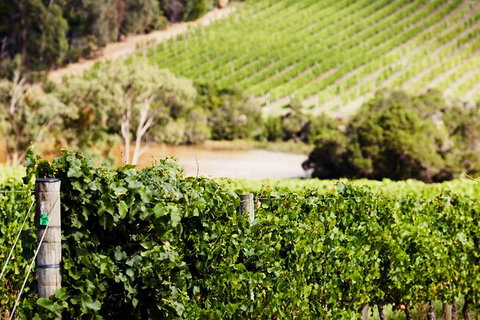 Mornington Peninsula 2-6 Guests With Lunch And Art Walk At Pt Leo Estate - Tourism Canberra 5