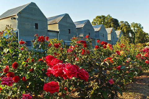 Pizzini Wines: Pop & Fizz - Tourism Canberra 2