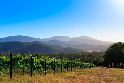 Pizzini Wines: Pop & Fizz - Tourism Canberra 4