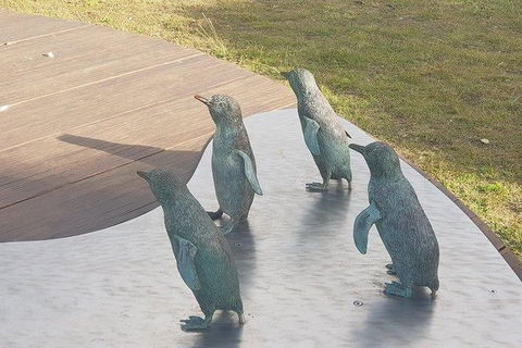Phillip Island Penguin And Wildlife Tour - Tourism Canberra 14